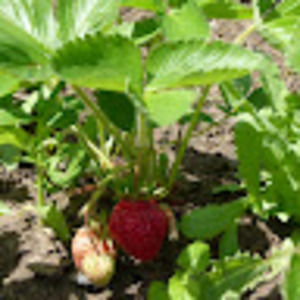 Meet your Posher, Kellie